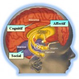 Teorías sobre el cerebro